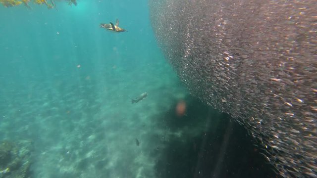 Galapagos penguins hunt anchovies underwater in a huge bait ball.