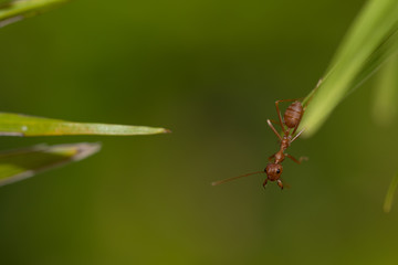 Ants action pulling green leaf.Ant bridge unity team,Concept team work together