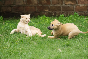 Greyhound puppy playing with an adult cat