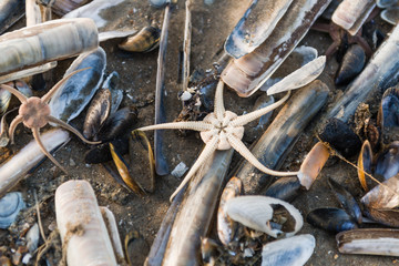 Schlangeseestern zwischen muschelschalen