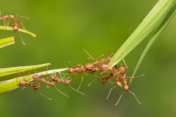 Ants action pulling green leaf.Ant bridge unity team,Concept team work together