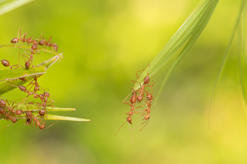 Ant action standing.Ant bridge unity team