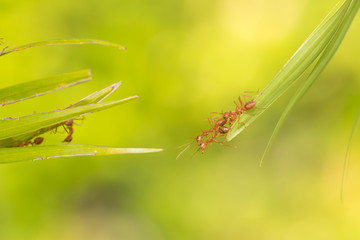 Ant action standing.Ant bridge unity team