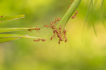 Ant action standing.Ant bridge unity team