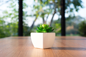 Cactus in a white pot on a wooden table in the morning.