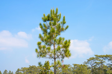 pine tree in tropical forest with blue sky