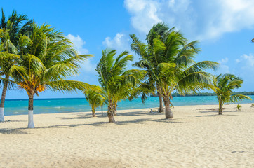 Naklejka na ściany i meble Paradise beach in Placencia, tropical coast of Belize, Caribbean Sea, Central America.