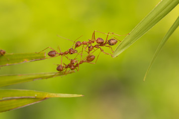 Ant action standing.Ant bridge unity team