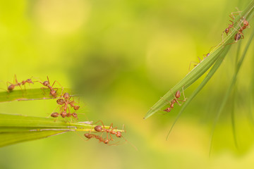 Ant action standing.Ant bridge unity team