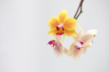 Fototapeta na wymiar Close - up of orchids flowers