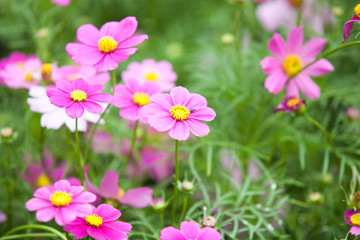 Cosmos flower field bloom in park.