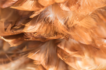 Bird and chickens feather texture for background Abstract,blur style and soft color of art design.