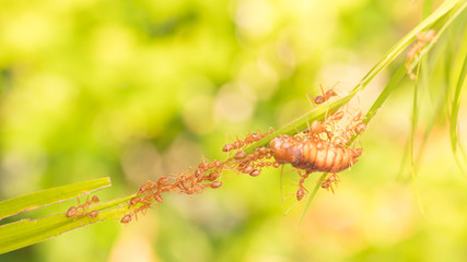 Ants action pulling green leaf.Ant bridge unity team,Concept team work together