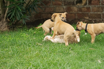 Greyhounds dogs happily playing outdoor in summer