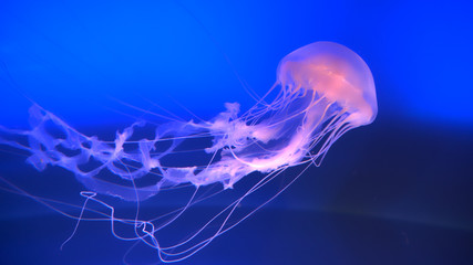 CLOSE UP: Stunning translucent jellyfish swimming around in a blue water tank - obrazy, fototapety, plakaty