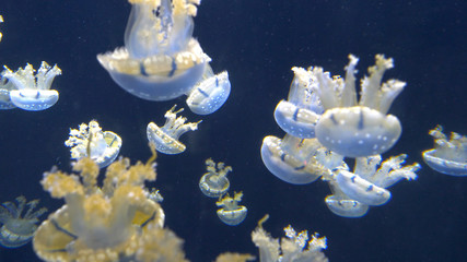 CLOSE UP: Numerous Blue Sea Jellies swimming around a dark blue water tank.