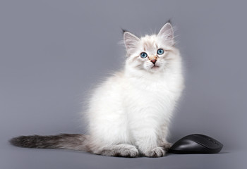 Small Siberian Neva Masquarade  kitten with computer mouse