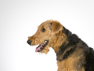 Airedale terrier puppy portrait. Image taken in a studio with white background.