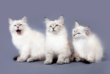 Small Siberian Neva Masquarade colorpoint kittens