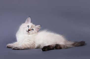 Small Siberian Neva Masquarade colorpoint kitten