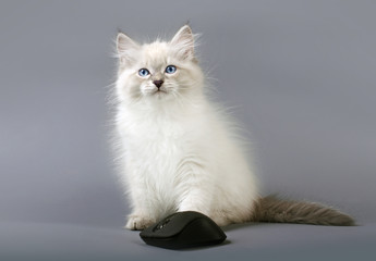 Small Siberian Neva Masquarade  kitten with computer mouse