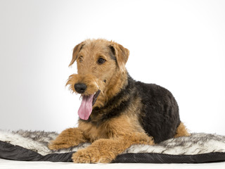 Airedale terrier puppy portrait. Image taken in a studio with white background.