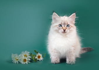 Fototapeta premium Small Siberian Neva Masquarade colorpoint kitten