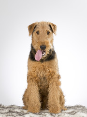 Airedale terrier puppy portrait. Image taken in a studio with white background.