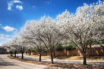 White Bradford pear trees blooming along a curvy street in the Texas spring. Sunny day with beautiful blue sky and white clouds. © leekris