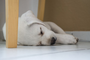 young cute white purebred labrador retriever dog puppy lying tired under table sleeping