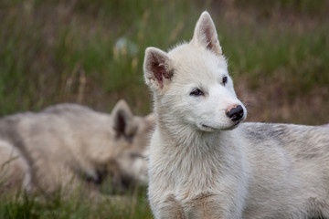 reinrassige Grönlandhunde oder Husky aus Grönland/ Sisimiut
