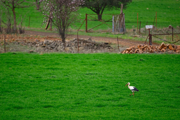 Stork looking for Lombreices to feed.