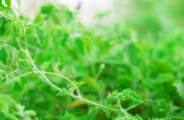 macro of Tree Leaves for nature background and save green concept,spa,soft and blur focus, made with gradient and filter colored.