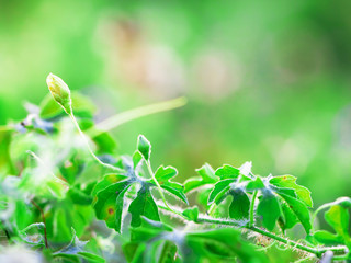 macro of Tree Leaves for nature background and save green concept,spa,soft and blur focus, made with gradient and filter colored.