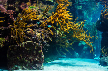 underwater coral reef landscape background in the blue sea