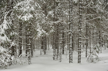 Snowfall in the taiga forest