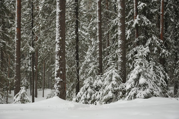Snowfall in the taiga forest