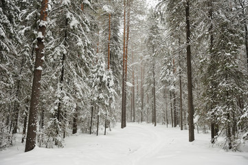 Snowfall in the taiga forest