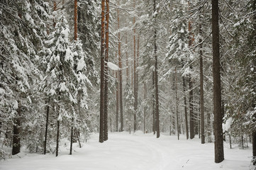 Snowfall in the taiga forest
