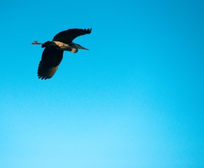 Graureiher oder Fischreiher (Ardea cinerea cinerea) fliegt vor blauem Himmel, Deutschland , Europa