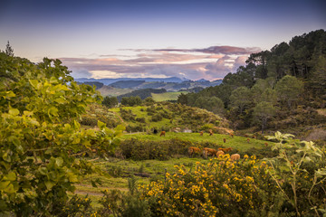 Overlooking a pasture as the sun sets spectacularly over Cathedral Cove on the Coromandel Peninsula on the North Island of New Zealand near Auckland.