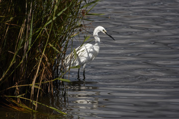 Little Egret