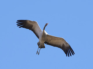 Common crane (Grus grus)
