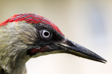 Portrait eines Grünspechts