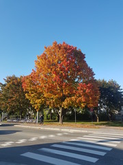 Naklejka premium A big tree placed across a pedestrian walk with blue sky in background