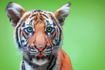 Fototapeta na wymiar Tiger cub with green eyes. Free space for text design or logotype. Green background