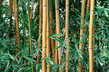 Planting fresh green and dried yellow bamboo. Bamboo grove