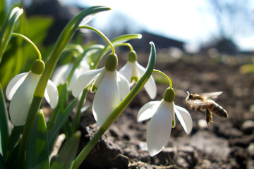 Flying bee and snowdrops