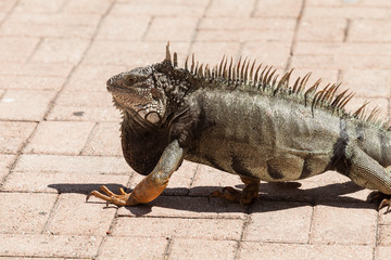 The common iguana. Tree lizard from Central America and South America.