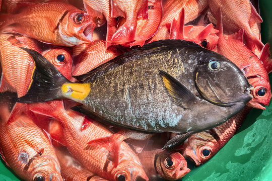 Overhead view of variety of fish in tub, Tarrafal, Cape Verde, Africa